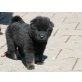 Eurasier Welpen - Rüde