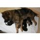 Eurasier Welpen - Rüde