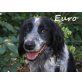 Euro-wann findet er sein Glück???, English-Setter-Mischling - Rüde