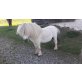 Europa´s kleinster Perlino Hengst GOLD, Shetland Pony - Hengst
