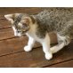 Europäisch Kurzhaar  - Katze
