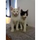 Europäische Hauskatze - Kater