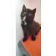 Europäische Hauskatze - Katze