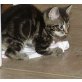 Europäische KH - Katze