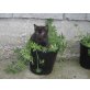 Europäische Kurzhaar - Katze