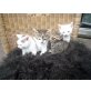 Europäische Kurzhaar Katzen, Tigerkatzenkinder - Katze