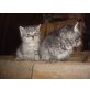 Europäische Kurzhaarkatze - Kater