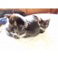 Europäische Kurzhaarkatze - Kater