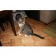 Europäische Kurzhaarkatze - Kater