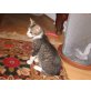 Europäische Kurzhaarkatze - Kater