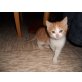 Europäische Kurzhaarkatze - Kater
