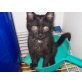 Europäische Kurzhaarkatze - Kater