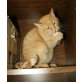 Europäische Kurzhaarkatze - Kater