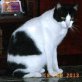 Europäische Kurzhaarkatze - Kater