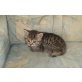 Europäische Kurzhaarkatze - Kater