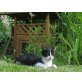 Europäische Kurzhaarkatze - Kater