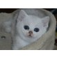 Europäische Kurzhaarkatze - Kater