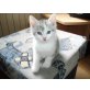 Europäische Kurzhaarkatze - Kater