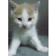 Europäische Kurzhaarkatze - Kater