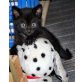 Europäische Kurzhaarkatze - Kater