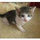 Europäische Kurzhaarkatze - Kater