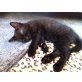 Europäische Kurzhaarkatze - Kater