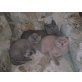 Europäische Kurzhaarkatze - Kater
