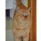 Europäische Kurzhaarkatze - Kater