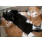 Europäische Kurzhaarkatze - Kater