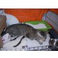 Europäische Kurzhaarkatze - Kater