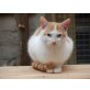 Europäische Kurzhaarkatze - Kater
