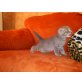 Europäische Kurzhaarkatze - Kater