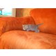 Europäische Kurzhaarkatze - Kater
