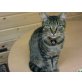 Europäische Kurzhaarkatze - Kater
