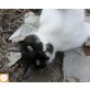 Europäische Kurzhaarkatze - Kater