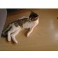 Europäische Kurzhaarkatze - Kater