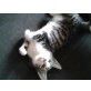 Europäische Kurzhaarkatze - Kater