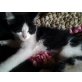 Europäische Kurzhaarkatze - Kater
