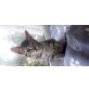 Europäische Kurzhaarkatze - Kater