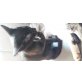 Europäische Kurzhaarkatze - Kater