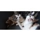 Europäische Kurzhaarkatze - Kater