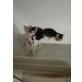 Europäische Kurzhaarkatze - Kater