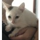 Europäische Kurzhaarkatze - Kater
