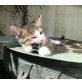 Europäische Kurzhaarkatze - Kater