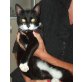 Europäische Kurzhaarkatze - Kater