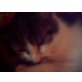 Europäische Kurzhaarkatze - Kater