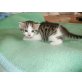 Europäische Kurzhaarkatze - Kater