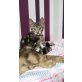 Europäische Kurzhaarkatze - Kater