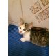 Europäische Kurzhaarkatze - Katze