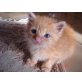 Europäische Kurzhaarkatze - Katze